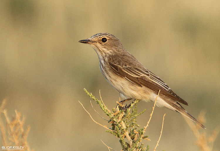 Spotted Flycatcher Muscicapa striata ,Neot Smadar ,southern Negev ,27-04-12 Lior Kislev